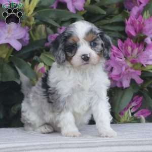 Patches, Cavapoo Puppy